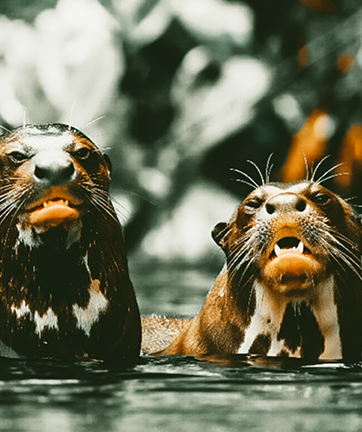Fauna amazónica