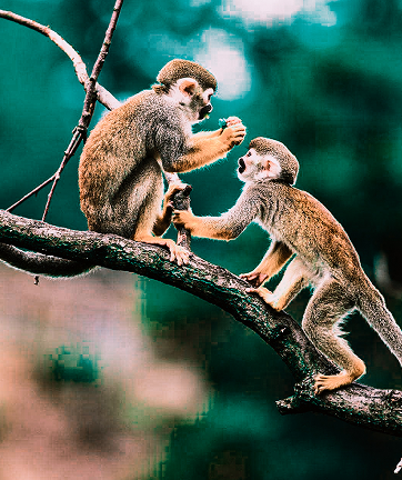 Monos en la selva
